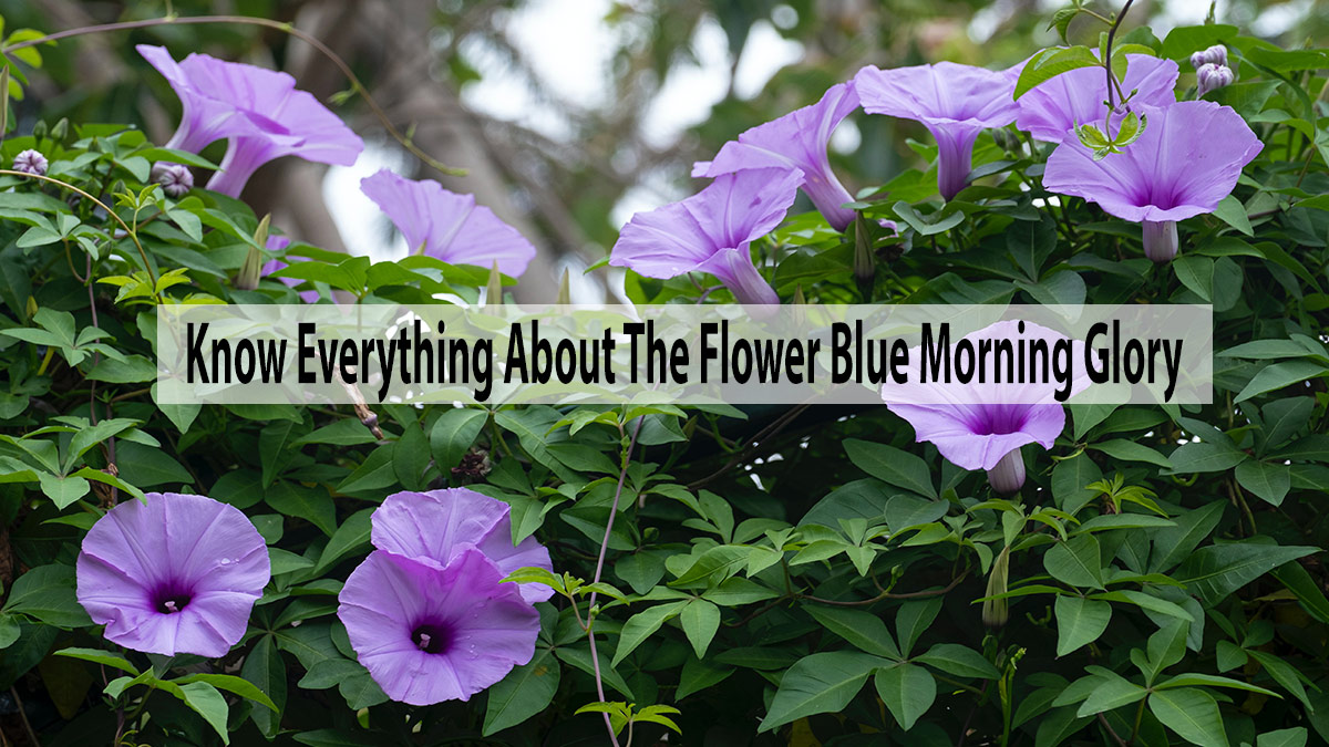 Know Everything About The Flower Blue Morning Glory