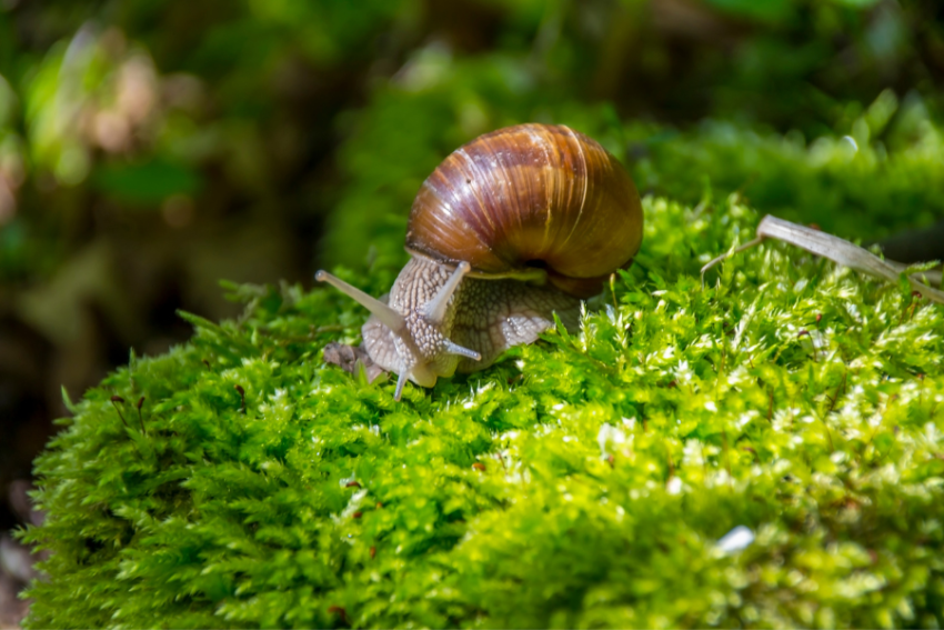 The Brown Mystery Snails of the Woods